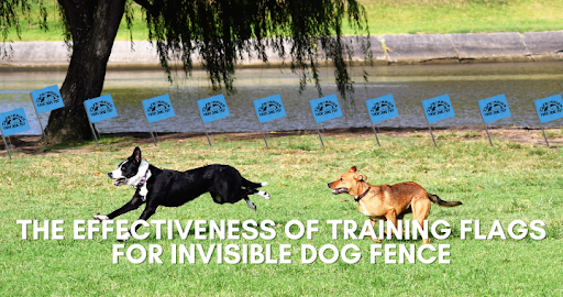 The effectiveness of training flags for dog fences