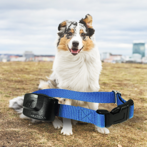 Extra R9 Premium Receiver Collar for Big Dogs – Pet Barrier Australia