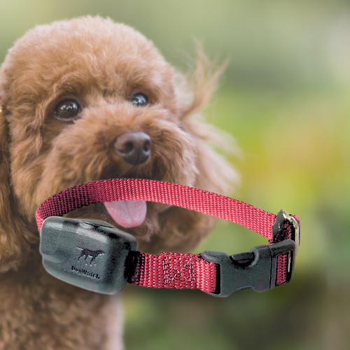 Extra R7 Premium Mini Receiver Fence Collar for Small to Medium Dogs