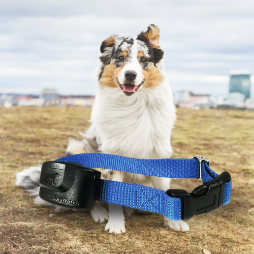 Extra R9 Premium Receiver Collar for Big Dogs