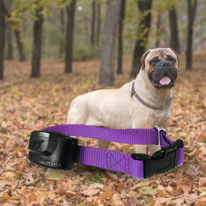 Extra R9 Premium Receiver Collar for Big Dogs