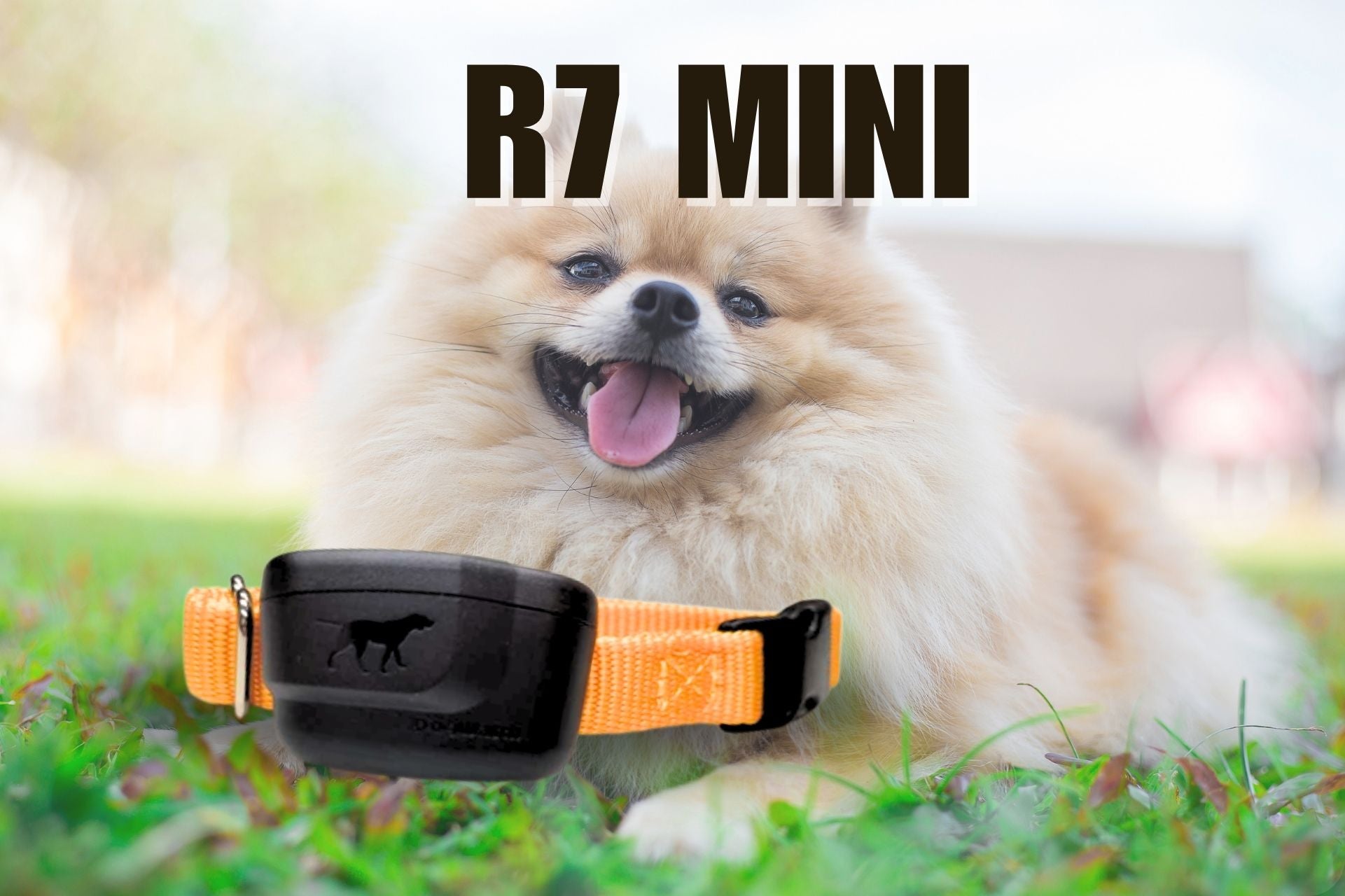 Mini Dog Collar Included in the Kit – Pet Barrier Australia