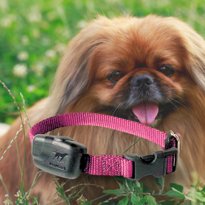 Extra R12 Mini Standard Receiver Fence Collar for Small to Medium Dogs