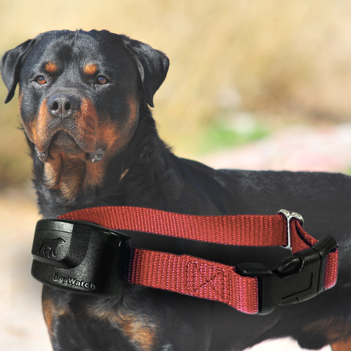 Extra R12 Standard Receiver Fence Collar for Big Dogs