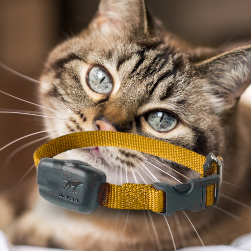 Cat shops fence collar